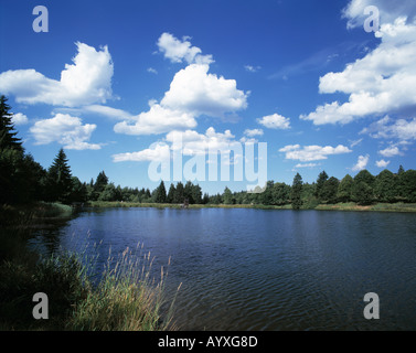 Waldsee, Ruhiger See in Einer Waldlandschaft, Schoenwetterwolken, Schaefchenwolken, gröberen Kranicher Teich, Goslar-Hahnenklee-Bockswiese, Naturpark H Stockfoto