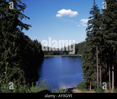 Waldsee, Ruhiger See in Einer Waldlandschaft, Nadelwald, Mittlerer Grumbacher Teich, Goslar-Hahnenklee-Bockswiese, Naturpark Harz, Niedersachsen Stockfoto