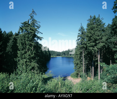 Waldsee, Ruhiger See in Einer Waldlandschaft, Nadelwald, Mittlerer Grumbacher Teich, Goslar-Hahnenklee-Bockswiese, Naturpark Harz, Niedersachsen Stockfoto