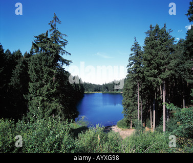 Waldsee, Ruhiger See in Einer Waldlandschaft, Nadelwald, Mittlerer Grumbacher Teich, Goslar-Hahnenklee-Bockswiese, Naturpark Harz, Niedersachsen Stockfoto