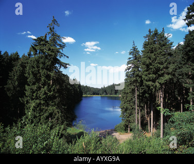 Waldsee, Ruhiger See in Einer Waldlandschaft, Nadelwald, Mittlerer Grumbacher Teich, Goslar-Hahnenklee-Bockswiese, Naturpark Harz, Niedersachsen Stockfoto