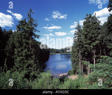 Waldsee, Ruhiger See in Einer Waldlandschaft, Nadelwald, Mittlerer Grumbacher Teich, Goslar-Hahnenklee-Bockswiese, Naturpark Harz, Niedersachsen Stockfoto