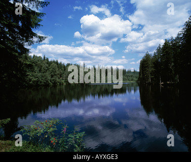 Silberteich, Waldsee, Ruhiger sehen in Einer Waldlandschaft Mit Nadelbaeumen, Braunlage, Harz, Naturpark Harz, Niedersachsen Stockfoto