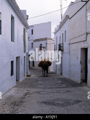 Enge Gasse, Weisse Haeuser, Weisse Stadt, Lastesel in Einer Engen Gasse, Frigiliana, Malaga, Andalusien Stockfoto