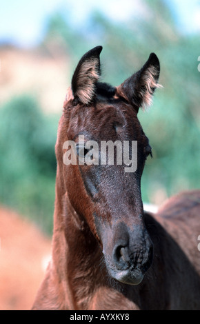 Andalusische Pferd Pura Raza Espagnola PRE Stockfoto