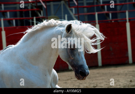 Andalusische Pferd Pura Raza Espagnola PRE Stockfoto