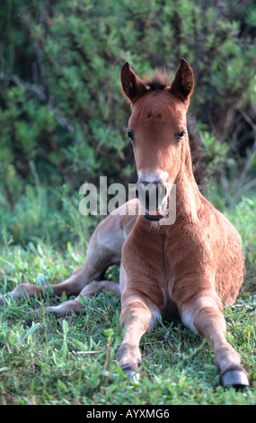 Andalusische Pferd Pura Raza Espagnola PRE Stockfoto