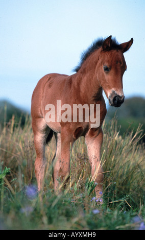 Andalusische Pferd Pura Raza Espagnola PRE Stockfoto