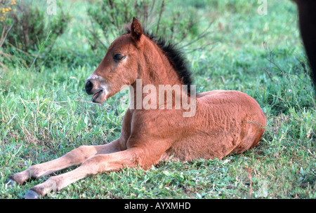 Andalusische Pferd Pura Raza Espagnola PRE Stockfoto