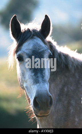 Andalusische Pferd Pura Raza Espagnola PRE Stockfoto