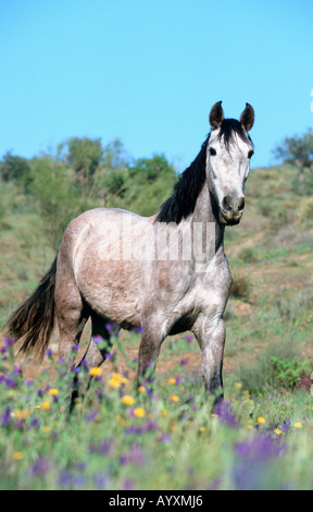 Andalusische Pferd Pura Raza Espagnola PRE Stockfoto