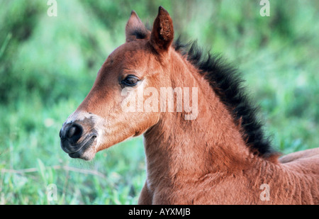 Andalusische Pferd Pura Raza Espagnola PRE Stockfoto