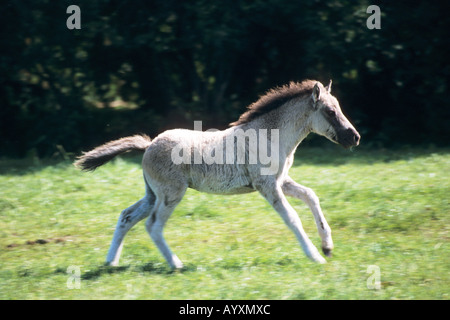 Dülmener Wildpferd Wildpferde Dülmen Deutschland Stockfoto