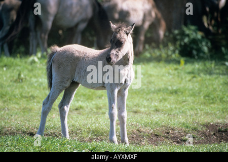 Dülmener Wildpferd Wildpferde Dülmen Deutschland Stockfoto