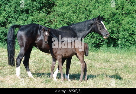 Deutsch-Holsteiner Warmblüter Pferd Stockfoto