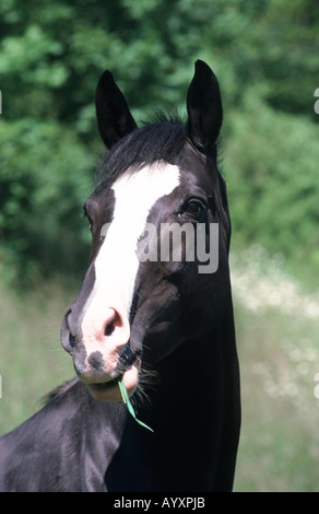 Deutsch-Holsteiner Warmblüter Pferd Stockfoto