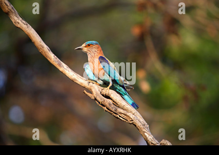 Die indischen Walze (Coracias Feige), war früher der Blue Jay genannt. Stockfoto