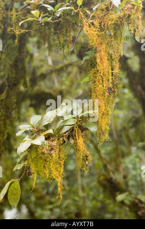 Tropische Epiphytenpflanzen, die auf einem Baumzweig im Unteren Himalaya in Sikkim, Indien wachsen. Stockfoto