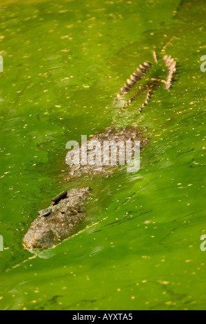 Schwimmendes Marsh Crocodile Crocodylus palustris in grünem, sumpfigem Wasser, teilweise unter Wasser, Kopf und Rücken sichtbar. Stockfoto