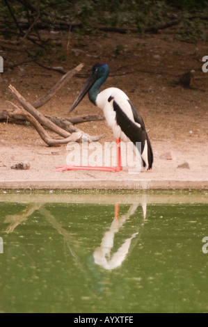 Australischer Jabiru oder Schwarzhalsstorch Ephippiorhynchus asiaticus, der an einem Teich mit seiner Reflexion im Wasser steht. Stockfoto