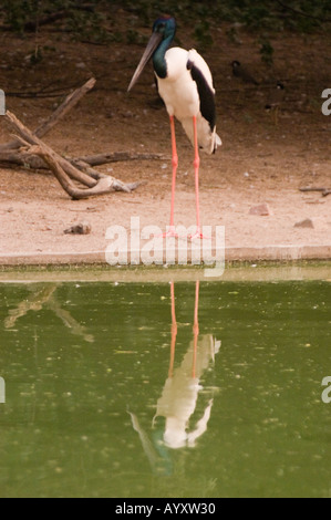 Australischer Jabiru oder Schwarzhalsstorch Ephippiorhynchus asiaticus, der an einem Teich steht, dessen Reflexion im Wasser sichtbar ist. Stockfoto