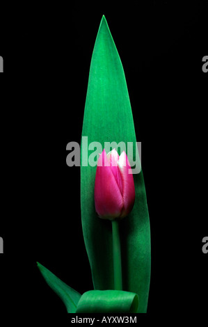 Closeup Nahaufnahme Makroaufnahme einer rosa Tulpe mit einem großen grünen Blatt gesetzt vor einem leeren schwarzen Hintergrund Stockfoto