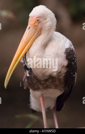 Nahaufnahme eines gemalten Storchs (Ibis leucocephalus) in Indien, Asien. Detailliertes Porträt dieses großen Watvogels. Stockfoto