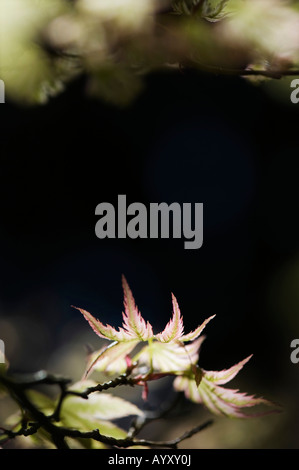 Acer Palmatum Higasayama. Junge japanische Ahornbaum Blätter im Frühling. UK Stockfoto