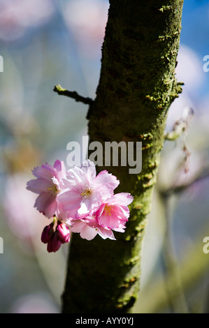 Prunus "Beni-Yutaka". Japanische Kirschblüte "Beni-Yutaka" Stockfoto