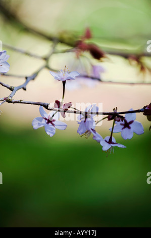 Prunus Sargentii Sargents. Sargents Kirsche Baum Blüte Stockfoto