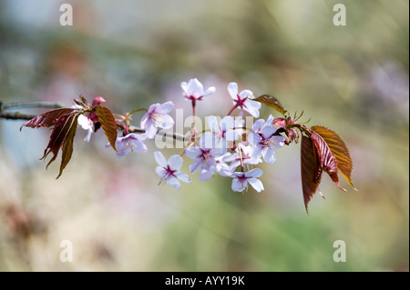 Prunus Sargentii Sargents. Sargents Kirsche Baum Blüte Stockfoto