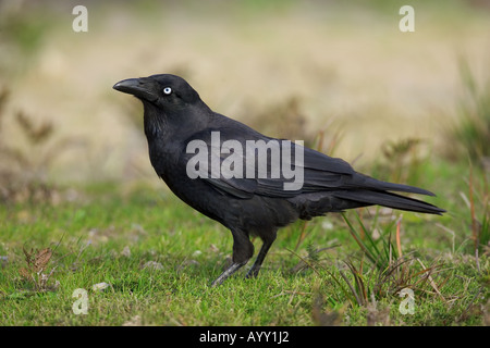 Australischer Raven stehen auf Wiese Corvus coronoides Stockfoto