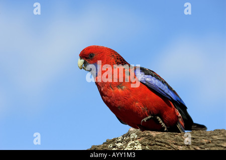 Crimson Rosella - auf AST / Platycerus Elegans Stockfoto