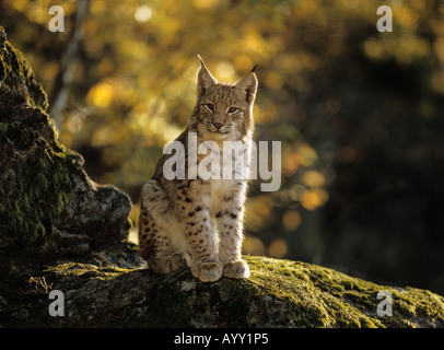 junge europäische Luchs, sitzend auf rock-Lynx lynx Stockfoto