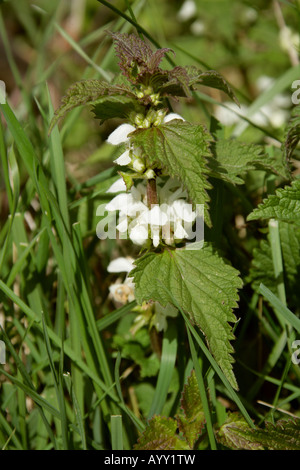 Weißen Toten Nessel Lamium album Stockfoto