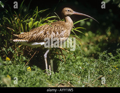 Eurasische Brachvogel stehend auf Rasen Numenius arquata Stockfoto