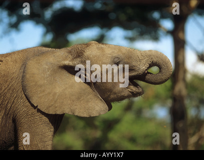 junge afrikanische Elefanten essen Loxodonta africana Stockfoto