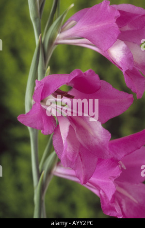 Gladiolus Palustris. Nahaufnahme von rosa und weißen Blüten auf einzelne Spitze. Stockfoto