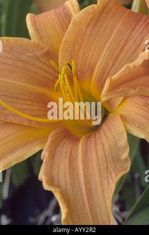 Hemerocallis "Hornby Castle" (Taglilien) Großaufnahme orange Blume. Stockfoto