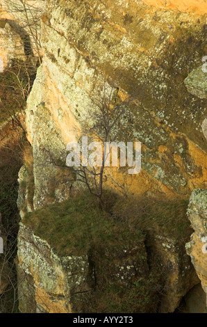 Einsamer Baum auf Kalkstein Sims unter Sutton Bank, North Yorkshire Stockfoto