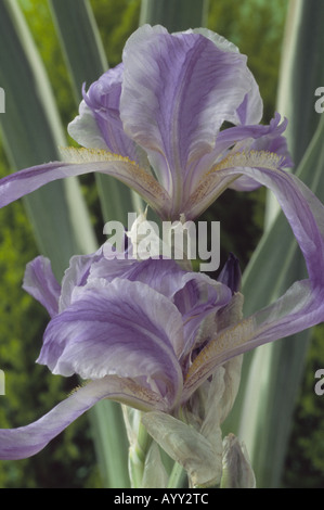 Iris Pallida "Argentea Variegata" [siehe] blass blauen und weißen Bartiris mit bunten Blättern. Stockfoto