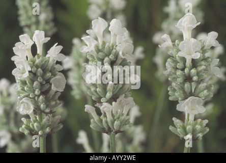 Lavandula Angustifolia 'Arctic Snow' (Lavendel) nahe der drei Blume Spitzen mit Knospen und weiße Blüten öffnen. Stockfoto
