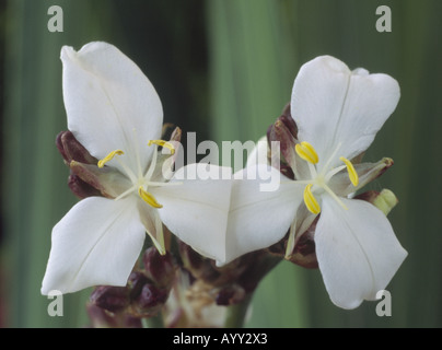 Libertia Formosa. Nahaufnahme von zwei weißen Blüten vor grüne lineare Blätter. Stockfoto