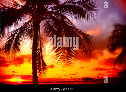 Sonnenuntergang und Palmen Stockfoto