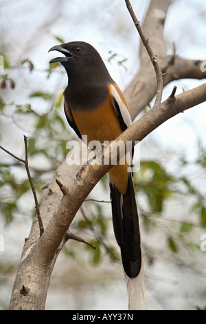 Rufous Treepie (Dendrocitta Vagabunda) ist eine asiatische Treepie, ein Mitglied der Familie der Rabenvögel (Krähe). Stockfoto