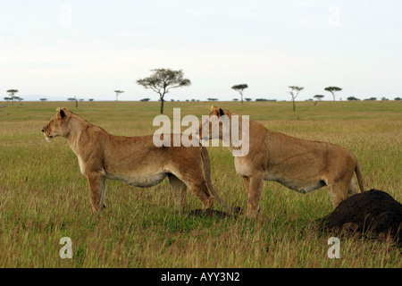 Panthera Leo Löwinnen stehen in der Savanne Stockfoto