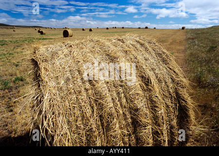 Runde Heuballen im Spätsommer Feld Belfied North Dakota Stockfoto