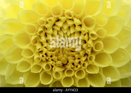 Dahlie Compositae Primrose Diane Stockfoto
