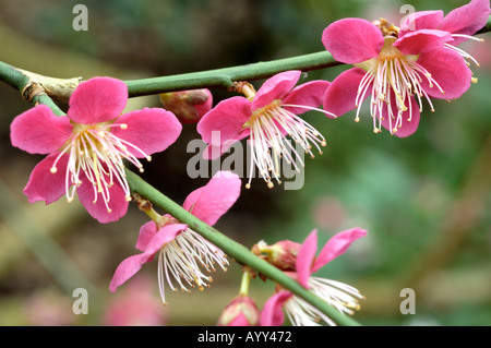 Prunus Mume Rosengewächse Kyokoh japanische Aprikose Stockfoto