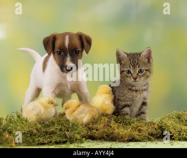 Tierische Freundschaft: Kätzchen, Hund Welpen und Huhn Stockfoto